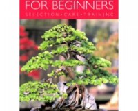 Indoor Bonsai for Beginners