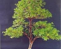 Large Tamarind bonsai flowering tree 14yrs old (SORRY SOLD)