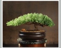 Juniper Bonsai Medium Tree Trained