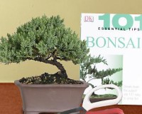 Juniper Bonsai Starter Kit