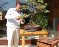 Serge Speters › Photos › Pinus Pentaphylla