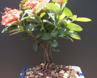 Red Petite Ixora Bonsai Tree Medium