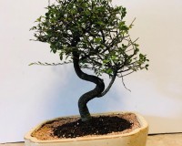 Imported Chinese Elm 15-18 inches tall