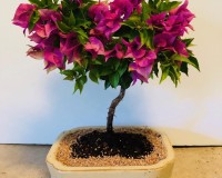 Flowering Bougainvillea Bonsai tree.  What blooms
