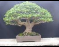 HOW COOL IS THIS AMAZING TREE