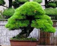 Ucok Simanjuntak › Photos › Profile Pictures