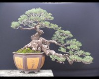 Pine Bonsai Tree Istana Alam Nursery › Photos › Kontestant Bonsai 2009