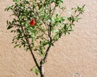 Medium Dwarf Pomegrante Bonsai Tree By Lousbonsai