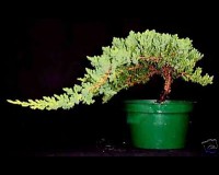Prebonsai Juniper Bonsai Tree