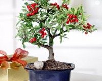 *Pyracanthia Bonsai Tree