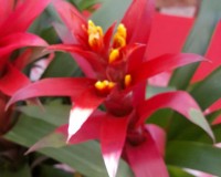 Bromeliad Red and Yellow center