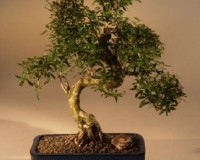 Large Flowering Serissa Bonsai Tree By Lousbonsai