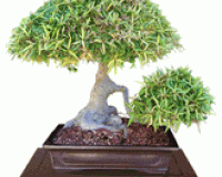Amazing Specimen Ficus Nerifolia Bonsa Tree By Lousbonsai (Sorry Just Sold)