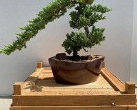 Juniper bonsai tree for beginner bonsai lovers