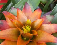 Sunburst bromeliad