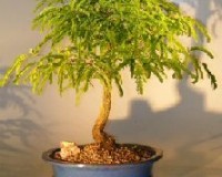Tamarind Specimen Bonsai Tree 15yrs Old