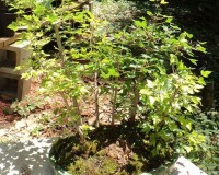 trident maple forest planting USA JOHN TERRY