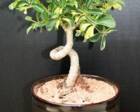 Varigated Umbrella bonsai tree