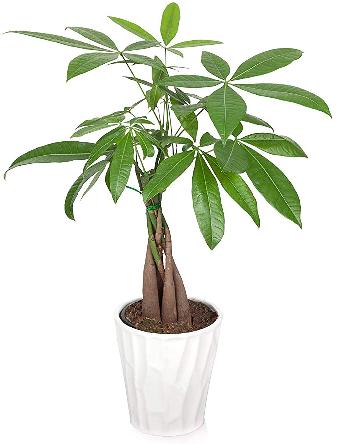 Braided money tree.  We have different colors