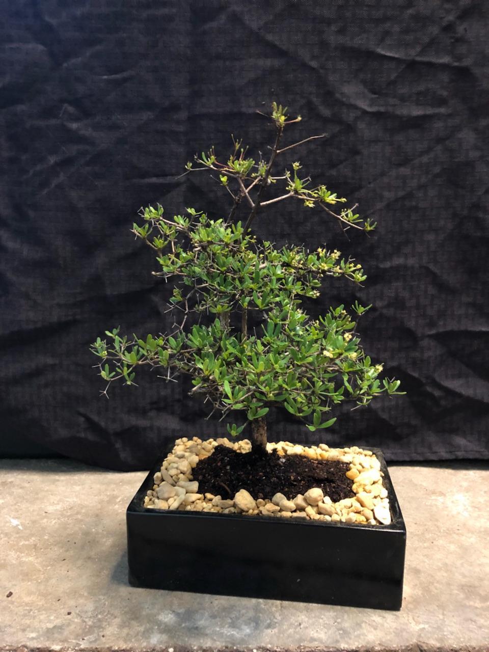 Lousbonsainet Black Olive Bonsai Tree