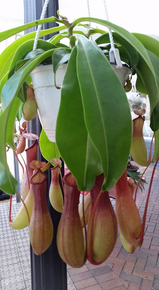 Pitcher plants 8 inch hanging double plants