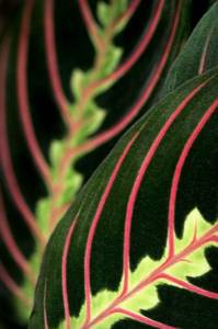 *4inch hanging prayer red plant