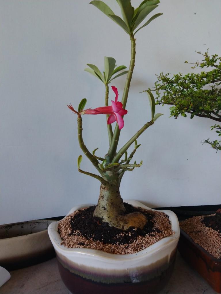 Desert Rose bonsai Loves sun and dry dry soil