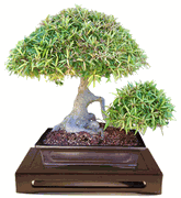 Amazing Specimen Ficus Nerifolia Bonsa Tree By Lousbonsai (Sorry Just Sold)