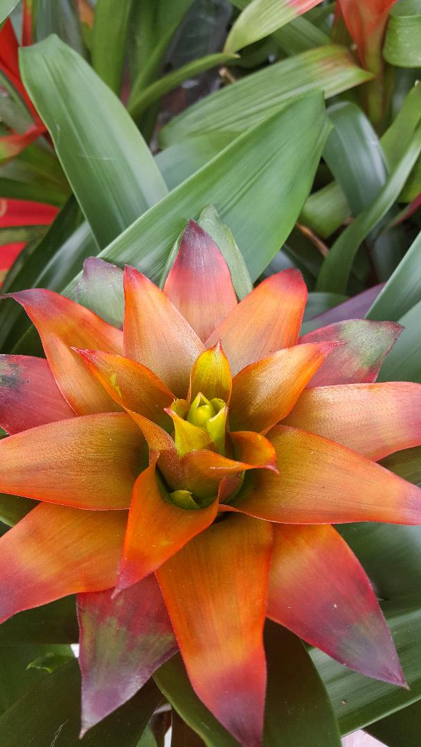 Sunburst bromeliad
