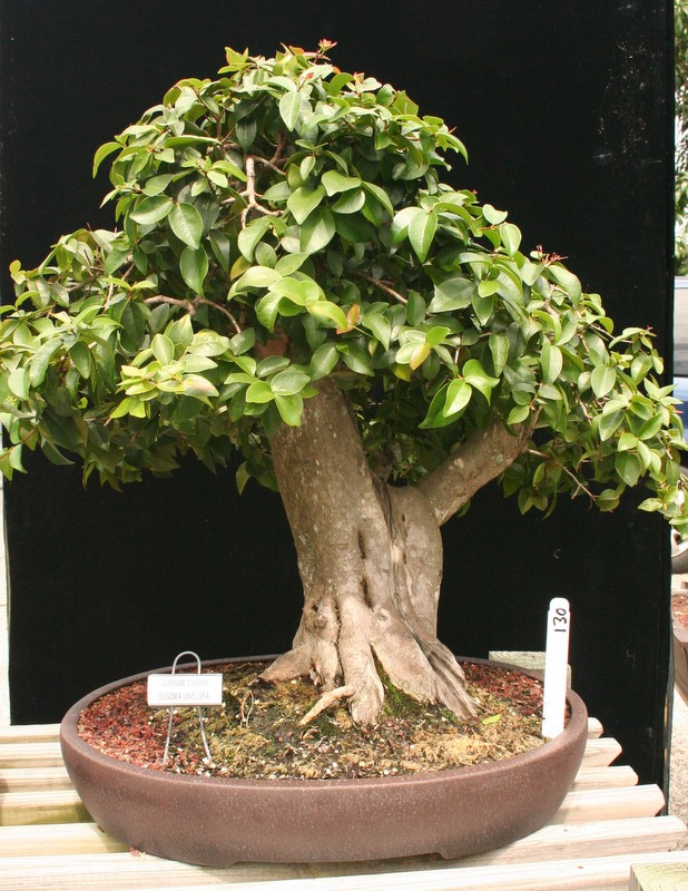 (Sold) 55Yr Surinam Cherry #130 Bonsai Tree By Lousbonsai