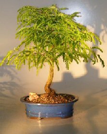 Tamarind Specimen Bonsai Tree 15yrs Old