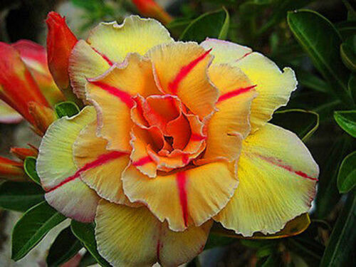 Red and Yellow Desert Rose seeds imported  (Tonake) FREE SHIPPING