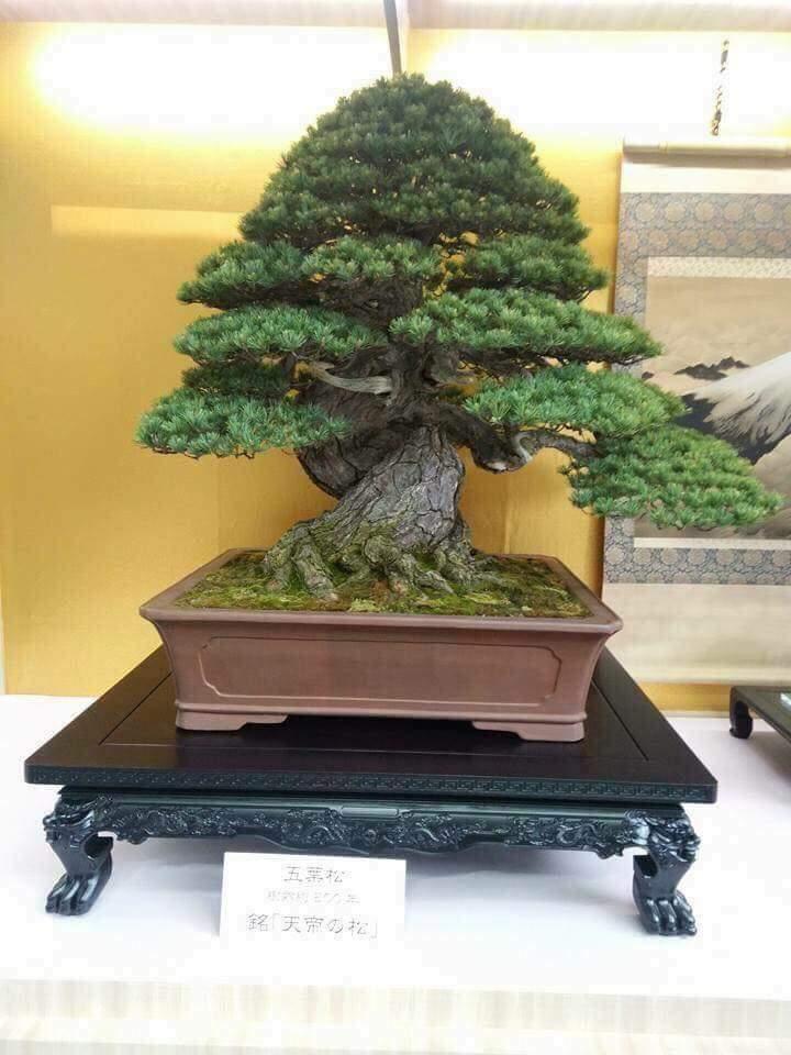 can you name the tree>?